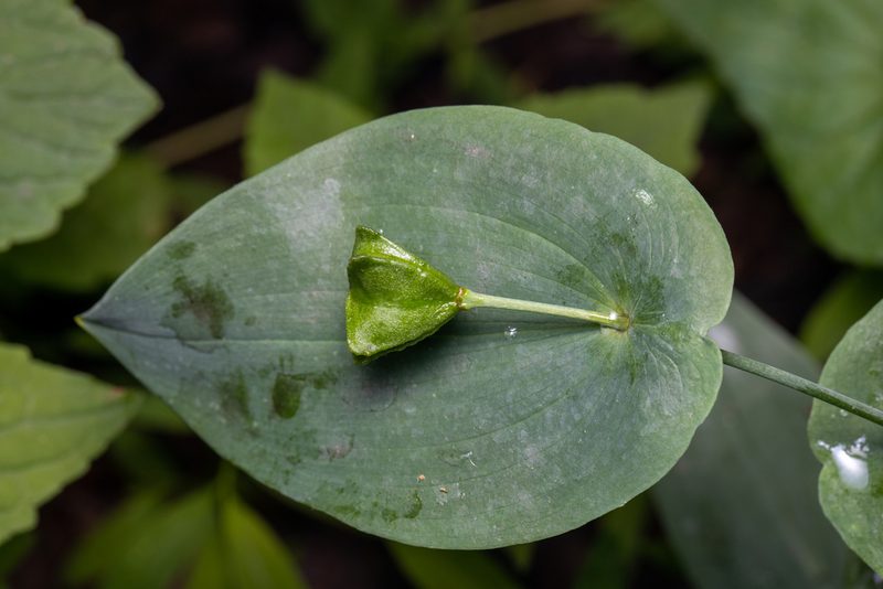 Uvularia perfoliata, photographed by Ben Smith