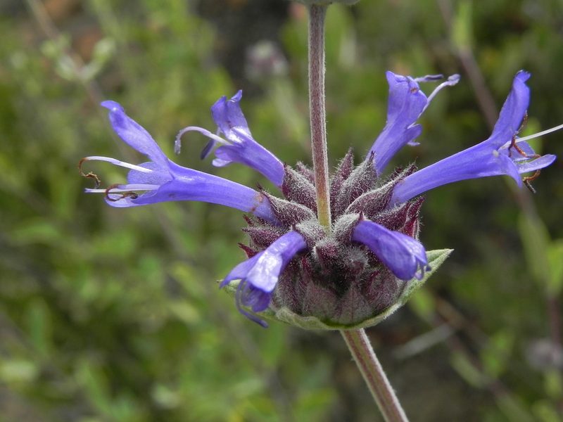 Salvia clevelandii, photographed by James C. Davis