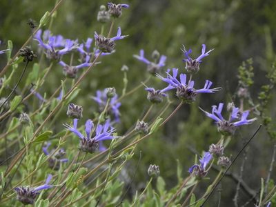 Salvia clevelandii, photographed by James C. Davis