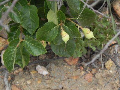 Styrax redivivus, photographed by James C. Davis