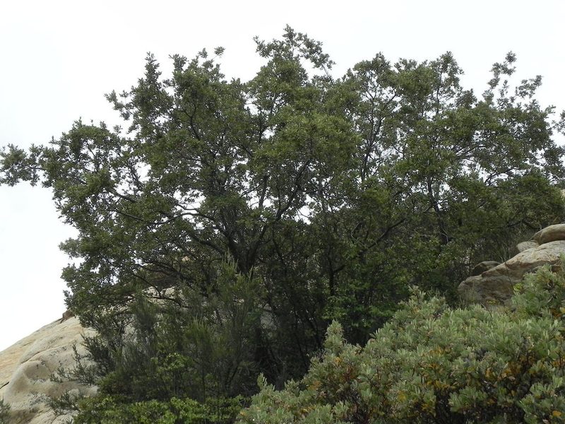 Quercus engelmannii, photographed by James C. Davis