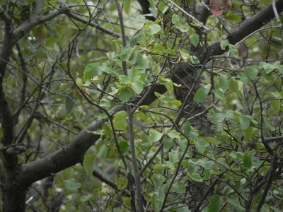 Styrax redivivus
