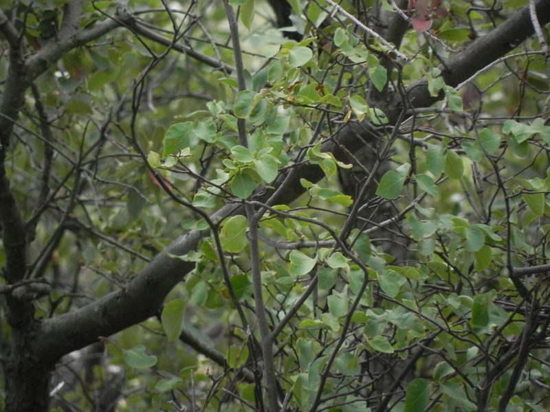 Styrax redivivus, photographed by James C. Davis