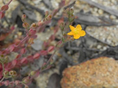 Hypericum anagalloides