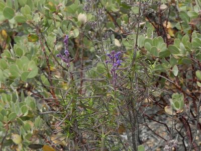 Trichostema parishii
