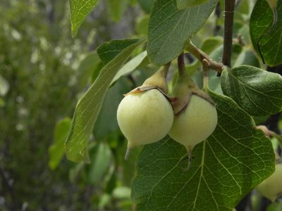 Styrax redivivus, photographed by James C. Davis