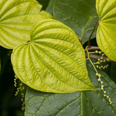 Dioscorea villosa, photographed by Ben Smith