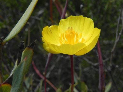 Dendromecon rigida, photographed by James C. Davis