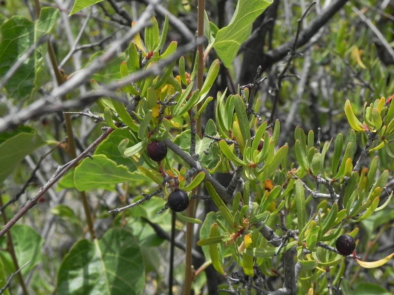 Cneoridium dumosum, photographed by James C. Davis