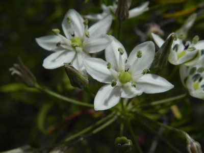 Muilla maritima, photographed by James C. Davis