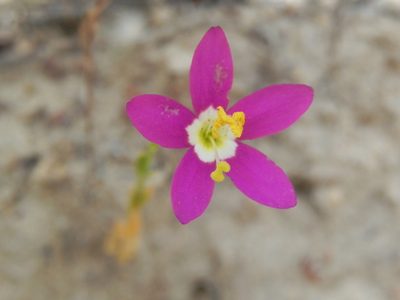 Zeltnera venusta