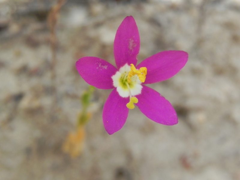 Zeltnera venusta, photographed by James C. Davis