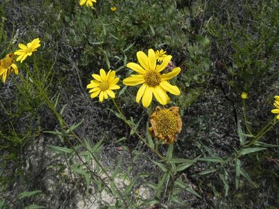 Helianthus gracilentus, photographed by James C. Davis