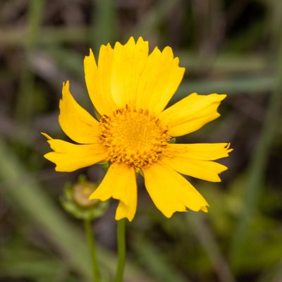 Coreopsis lanceolata, photographed by Ben Smith