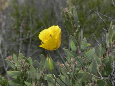 Calochortus weedii