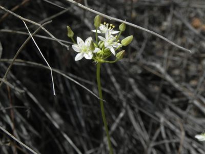 Muilla maritima, photographed by James C. Davis