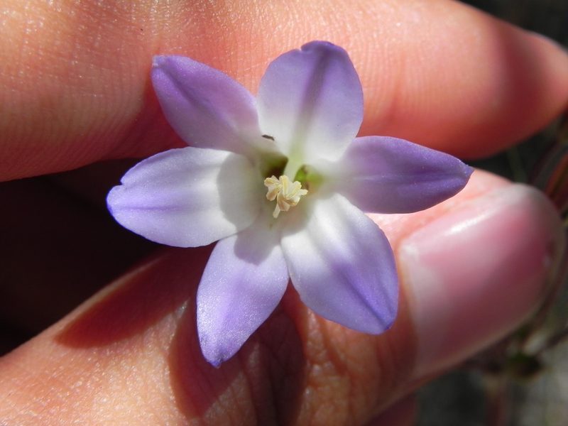 Brodiaea orcuttii, photographed by James C. Davis