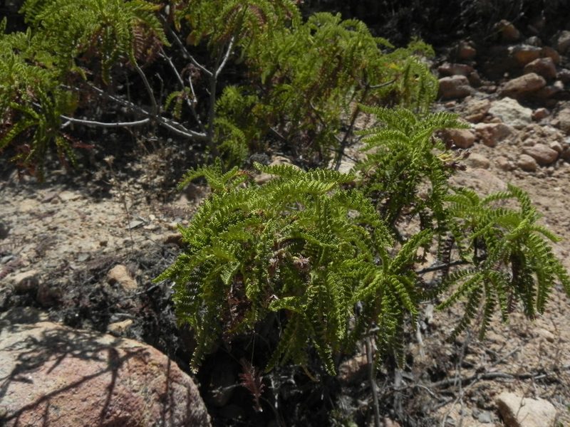 Chamaebatia australis, photographed by James C. Davis