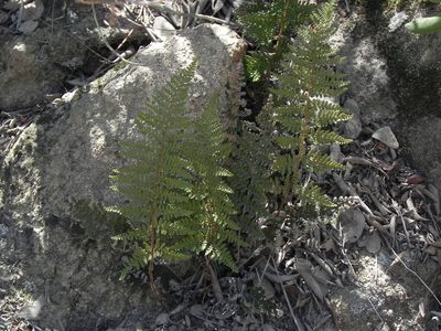 Myriopteris clevelandii, photographed by James C. Davis