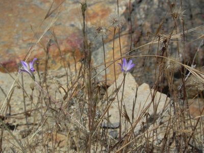 Brodiaea orcuttii, photographed by James C. Davis