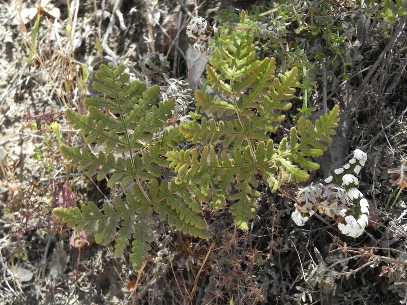 Pentagramma glanduloviscida, photographed by James C. Davis