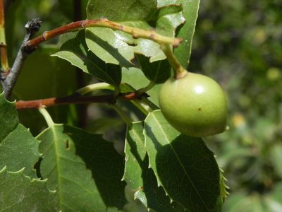 Prunus ilicifolia, photographed by James C. Davis