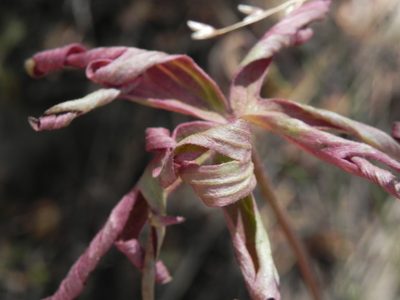 Delphinium cardinale, photographed by James C. Davis