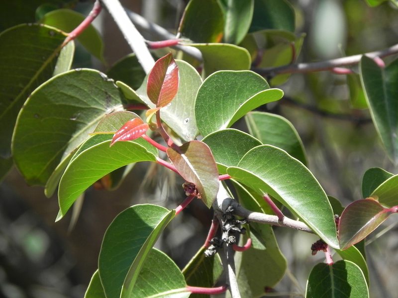 Rhus ovata, photographed by James C. Davis