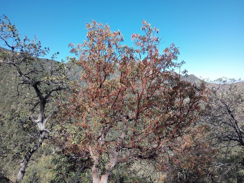 Arbutus arizonica, photographed by Mike Ostrowski