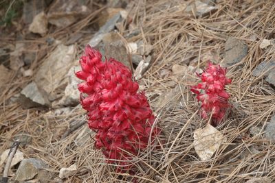 Sarcodes sanguinea, photographed by Kimball Garrett