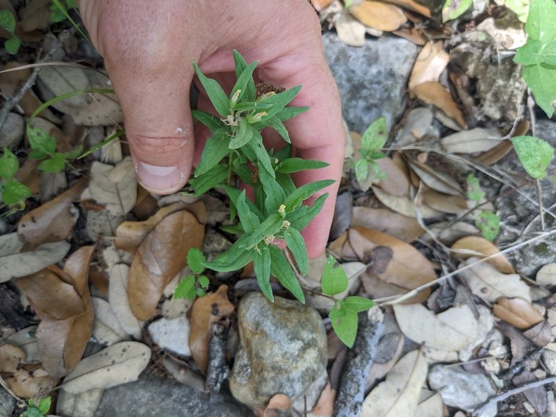 Spigelia hedyotidea, photographed by Cleveland Powell