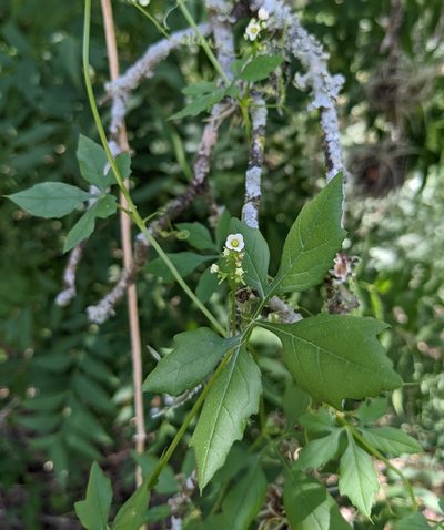 Cyclanthera naudiniana, photographed by Cleveland Powell