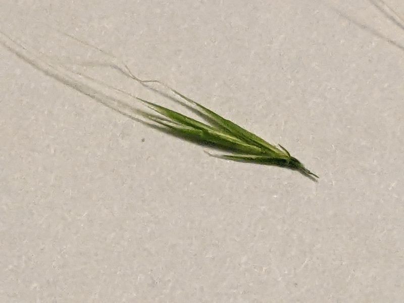 Festuca myuros, photographed by Piermario Maculan