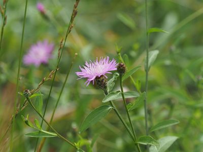 Centaurea nigrescens