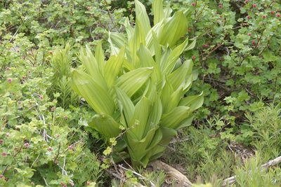 Veratrum californicum