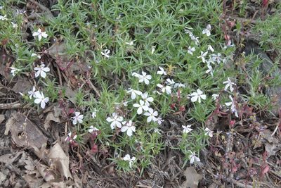Phlox austromontana