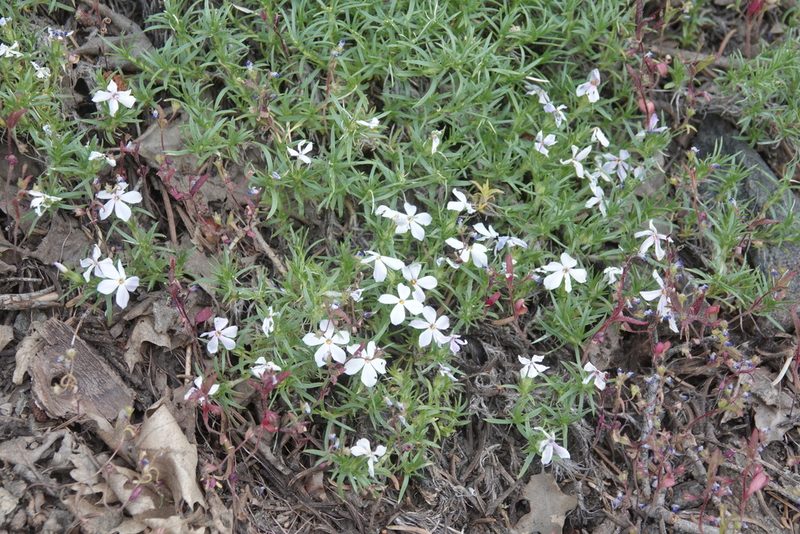 Phlox austromontana, photographed by Kimball Garrett