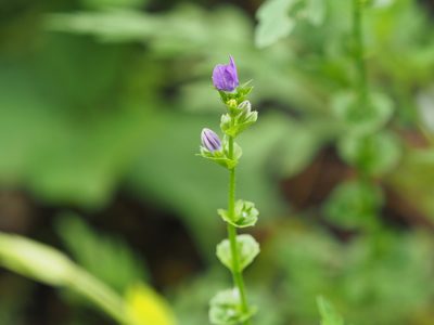 Triodanis perfoliata, photographed by mefisher