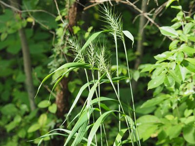 Elymus hystrix, photographed by mefisher
