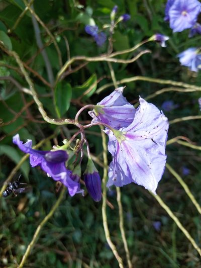 Solanum wendlandii, photographed by Daniel Mesa