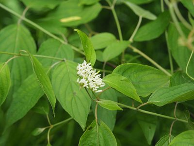 Cornus amomum, photographed by mefisher