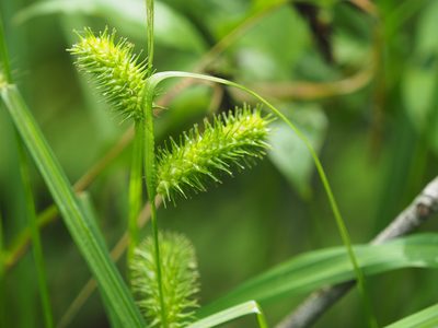 Carex lurida, photographed by mefisher