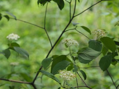Cornus amomum, photographed by mefisher