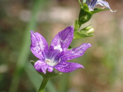 Triodanis perfoliata, photographed by Cole Shoemaker