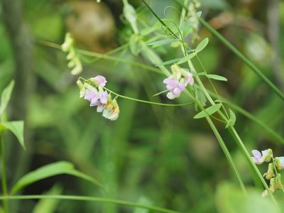 Lathyrus palustris, photographed by mefisher
