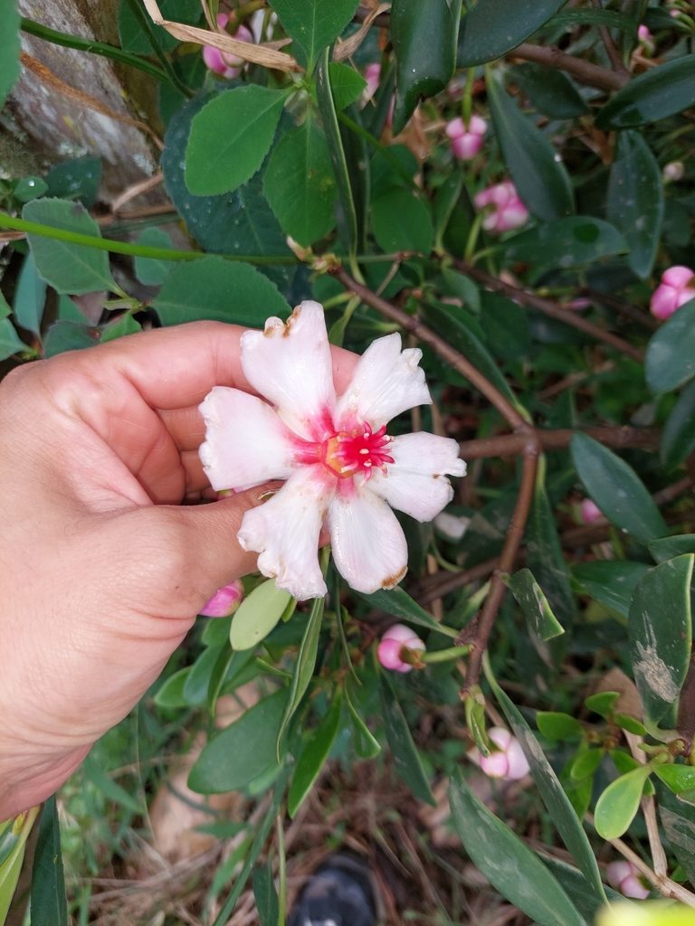Clusia orthoneura, photographed by Daniel Mesa