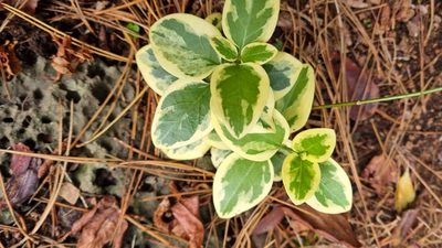 Vinca major, photographed by ianrainbow