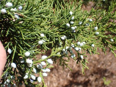 Juniperus virginiana, photographed by Cole Shoemaker