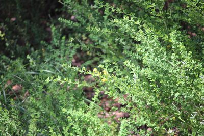 Genista monspessulana, photographed by Ashwin Srinivasan