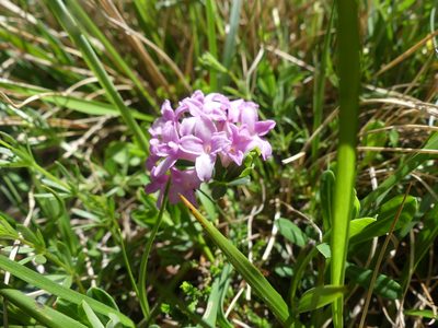 Daphne striata, photographed by Valentin Moser